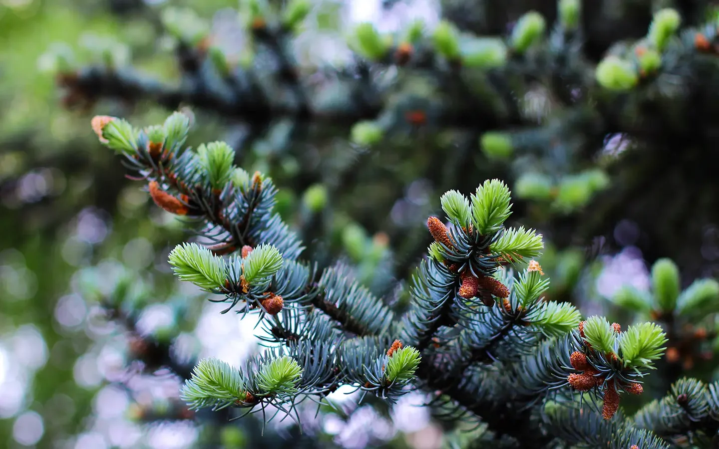 blue-silver-spruce-hero