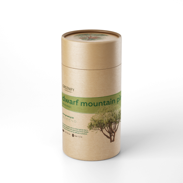 dwarf mountain pine [transparent]