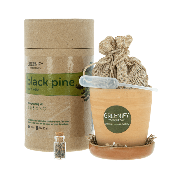 new-black-pine-2