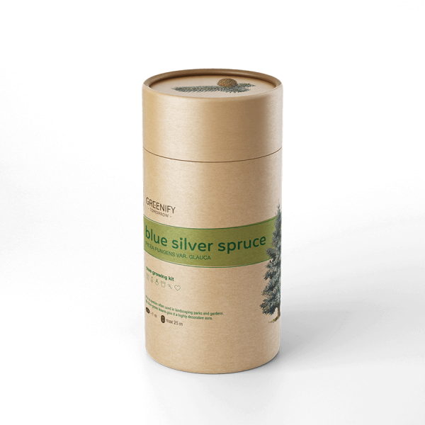 new-blue-silver-spruce